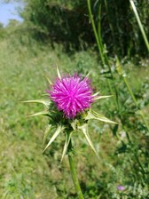 Even a weed can be beautiful